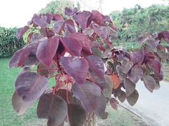 Euphorbia cotinifolia