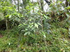 Lithocarpus brevicaudatus