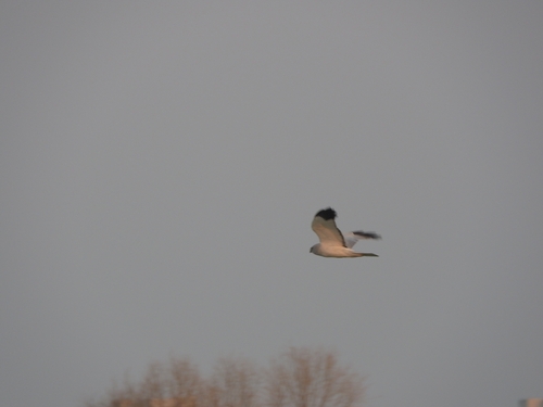 Hen Harrier