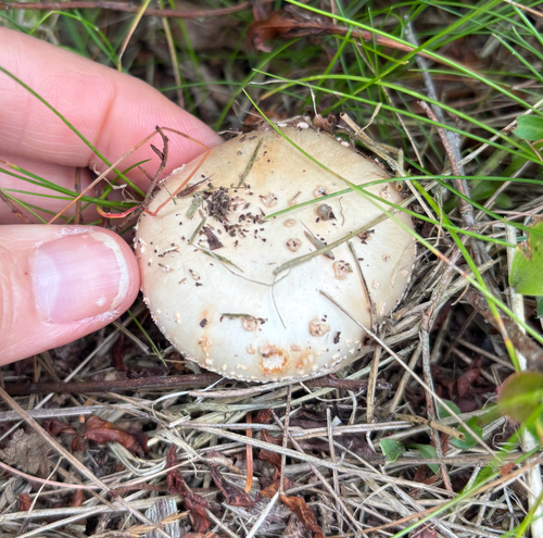Coker's Lavender Staining Amanita