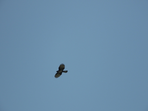 Black Baza