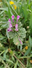 Lamium amplexicaule