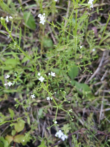Наблюдение на iNaturalist