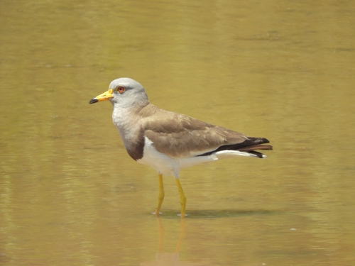 Grey-headed Lapwing