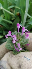 Lamium amplexicaule