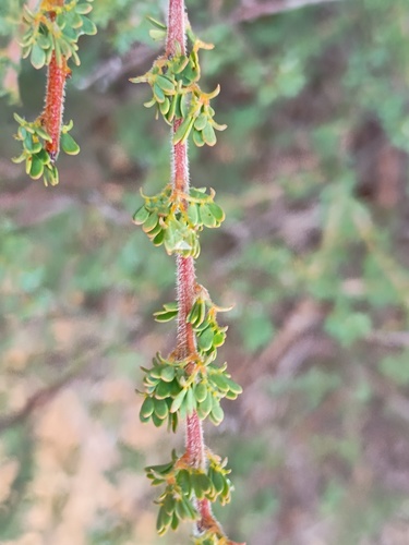Acacia mitchellii, photograph 1