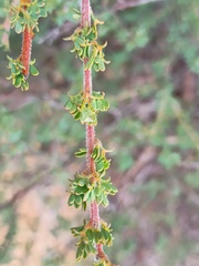 (c) grampianshiker, some rights reserved (CC BY) Acacia mitchellii, photograph (c) grampianshiker, some rights reserved (CC BY)