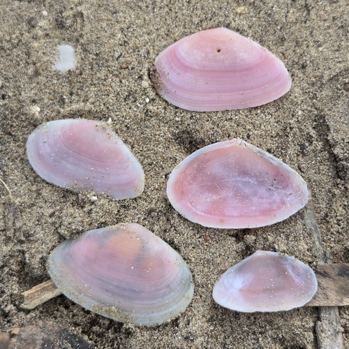 Eurytellina lineata, 2026-07-14