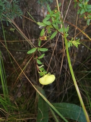 Calceolaria sparsiflora