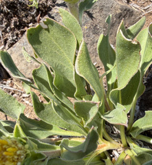 Pyrrocoma carthamoides, photograph (c) James H. Thomas, some rights reserved (CC BY)