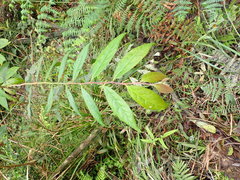 Glochidion acuminatum