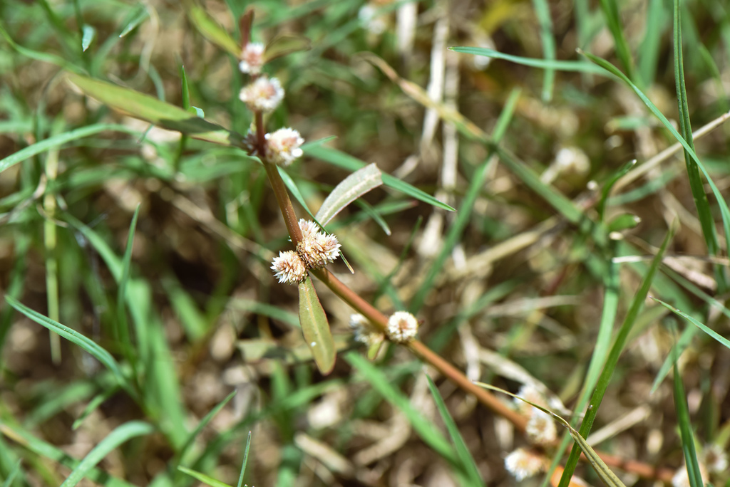 Sessile joyweed (Alternanthera sessilis)