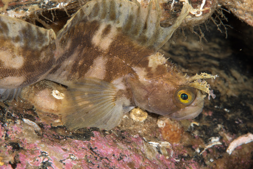 Yarrell's blenny (Chirolophis ascanii) — Stichaeidae — 3