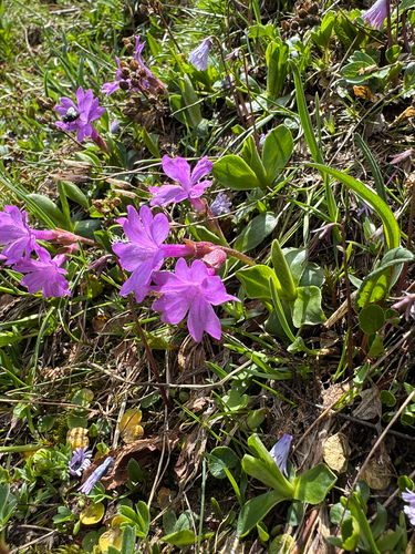 Primula integrifolia, photograph 2