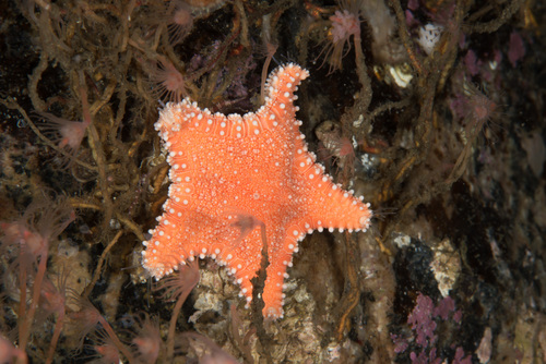 Hippasteria phrygiana