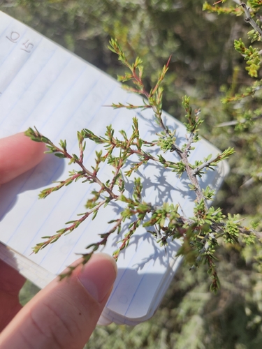 little buckthorn