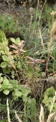 Dracocephalum austriacum