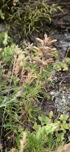 Dracocephalum austriacum, photograph 2