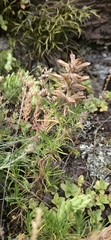 Dracocephalum austriacum, photograph (c) Алена Ручка, some rights reserved (CC BY)