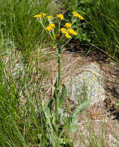 Senecio integerrimus, 2026-07-13