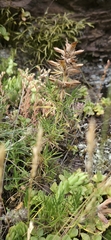 Dracocephalum austriacum, photograph (c) Алена Ручка, some rights reserved (CC BY)