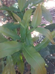 Melicoccus bijugatus