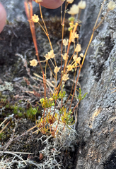 Spergula morisonii, photograph (c) Andreas Schneider, some rights reserved (CC BY)