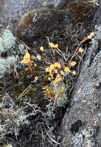 Spergula morisonii, photograph 1
