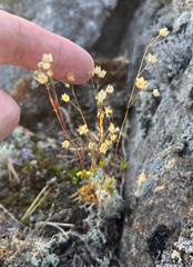 Spergula morisonii, photograph (c) Andreas Schneider, some rights reserved (CC BY)