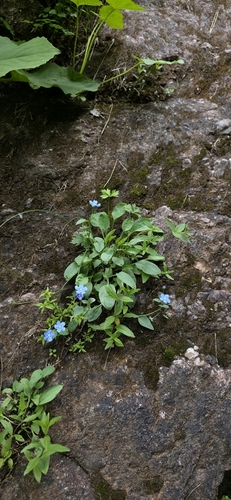 Omphalodes rupestris, photograph 1