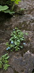 Omphalodes rupestris, photograph Алена Ручка, CC BY, iNaturalist via GBIF