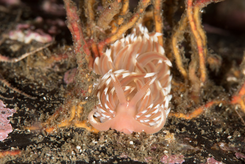 Facelina bostoniensis