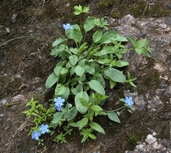 Omphalodes rupestris