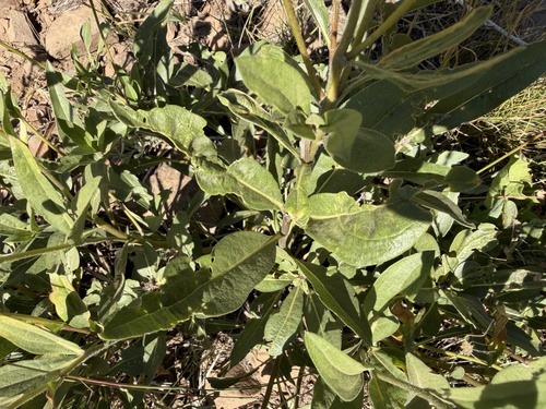 Helianthella uniflora, photograph 3