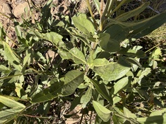Helianthella uniflora, photograph (c) James H. Thomas, some rights reserved (CC BY)