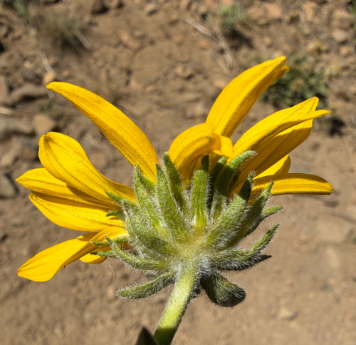Helianthella uniflora, photograph 4