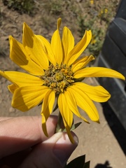 Helianthella uniflora, photograph (c) James H. Thomas, some rights reserved (CC BY)
