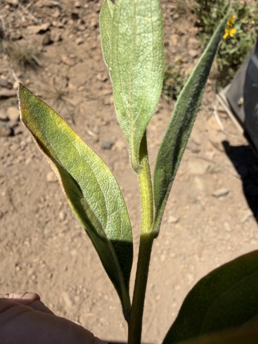 Helianthella uniflora, photograph 5
