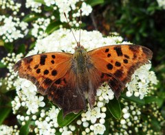 Polygonia interrogationis