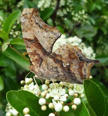 Polygonia interrogationis