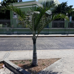 Pseudophoenix sargentii