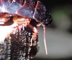 Panesthiinae