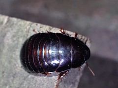 Panesthiinae