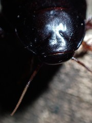 Panesthiinae
