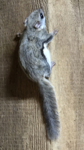 Southern Flying Squirrel observed by kfryberger