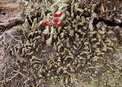 Cladonia parasitica