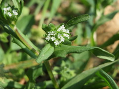 Valerianella locusta