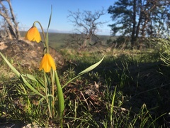 Fritillaria pudica
