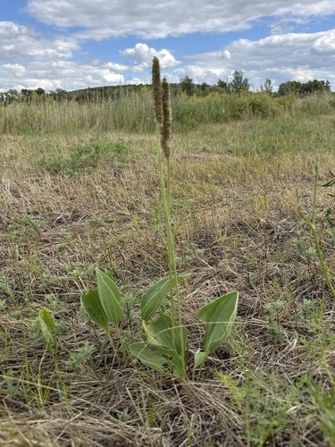Plantago maxima, photograph 6
