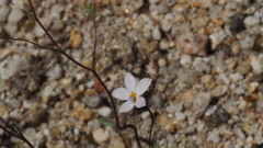 Nemacladus breviflorus